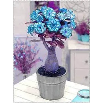 Sky Blue Adenium Plant 1a-adenium plant-5827247-10418.webp